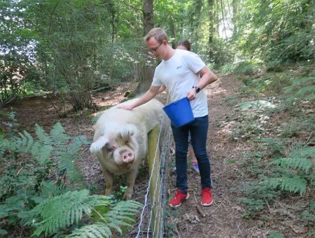 Pig on farm