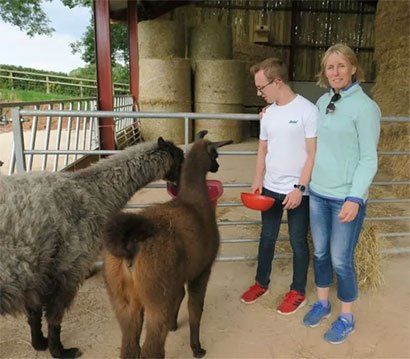 Llama on farm