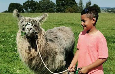 Llama on farm