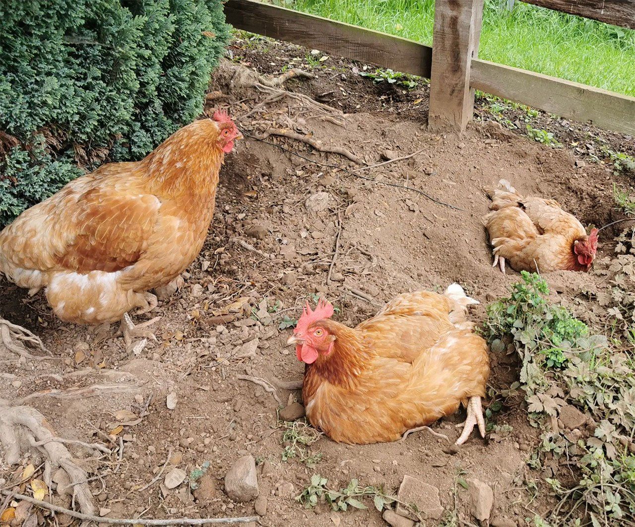 Chickens on a farm