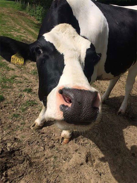 Cow on a farm
