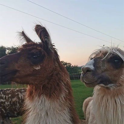 Meet the Llamas