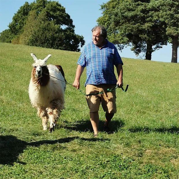 Llama trekking