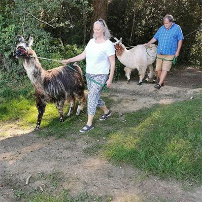 Llama Experience Without Food