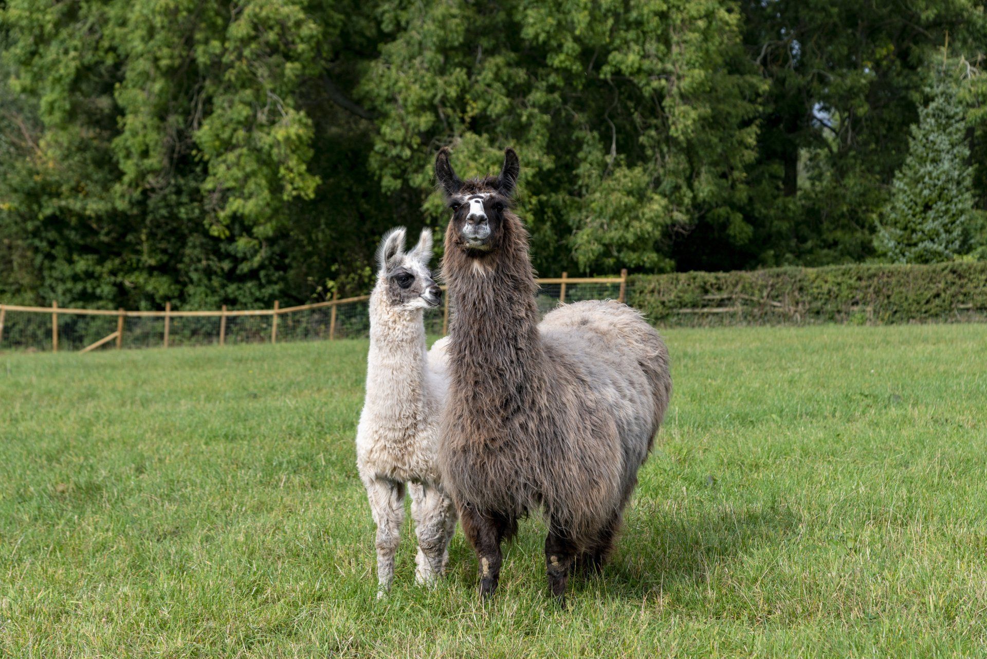 Briery Hill Llamas 4