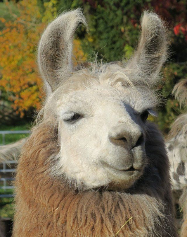 Briery Hill Llamas 7