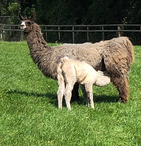 Briery Hill Llamas 3