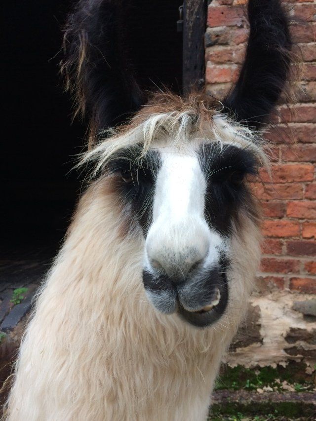 Briery Hill Llamas 3