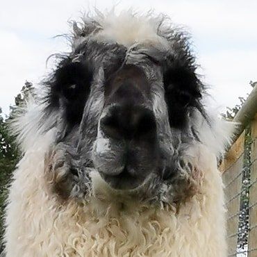 Briery Hill Llamas 4