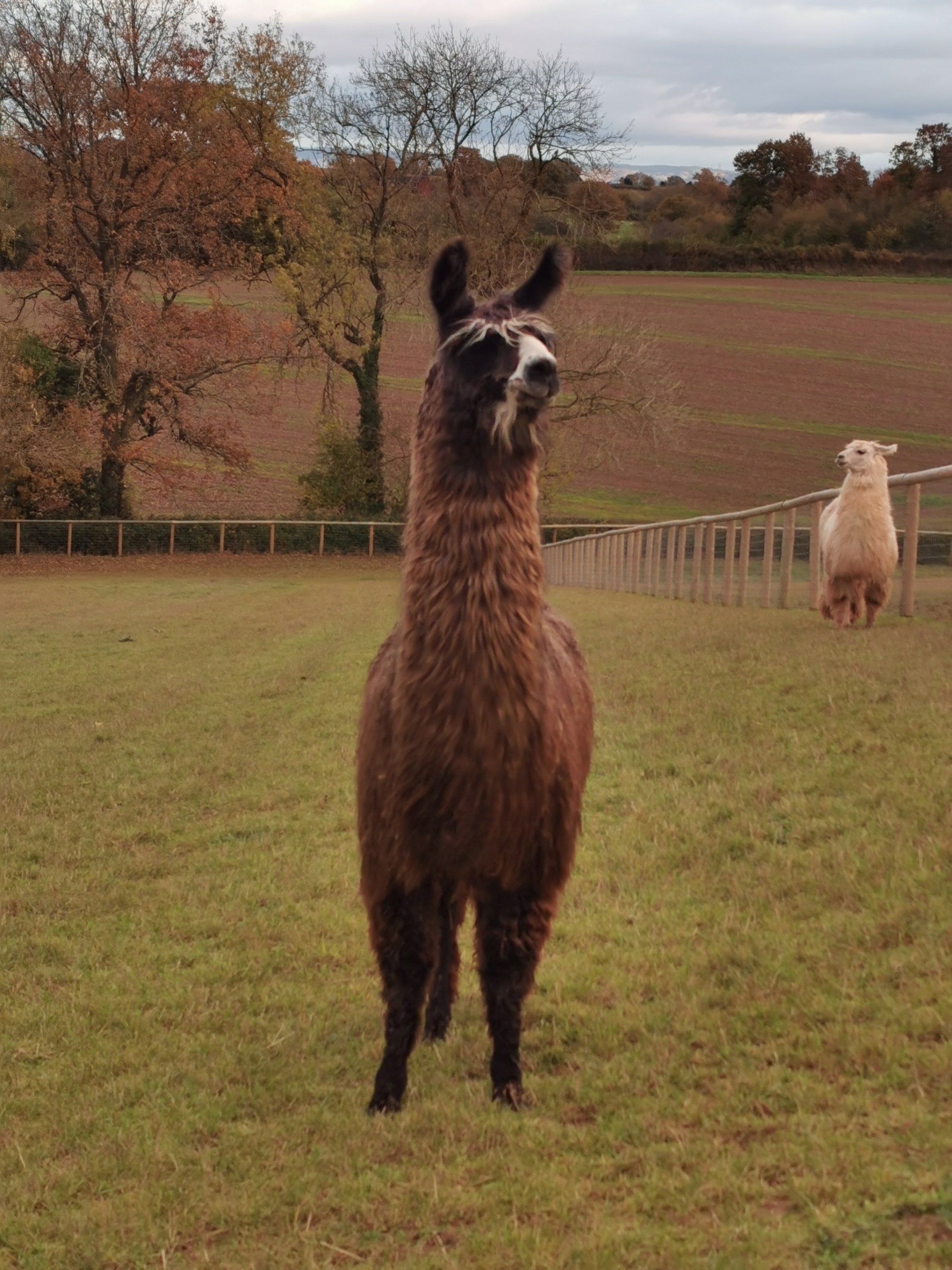 Llama on a farm