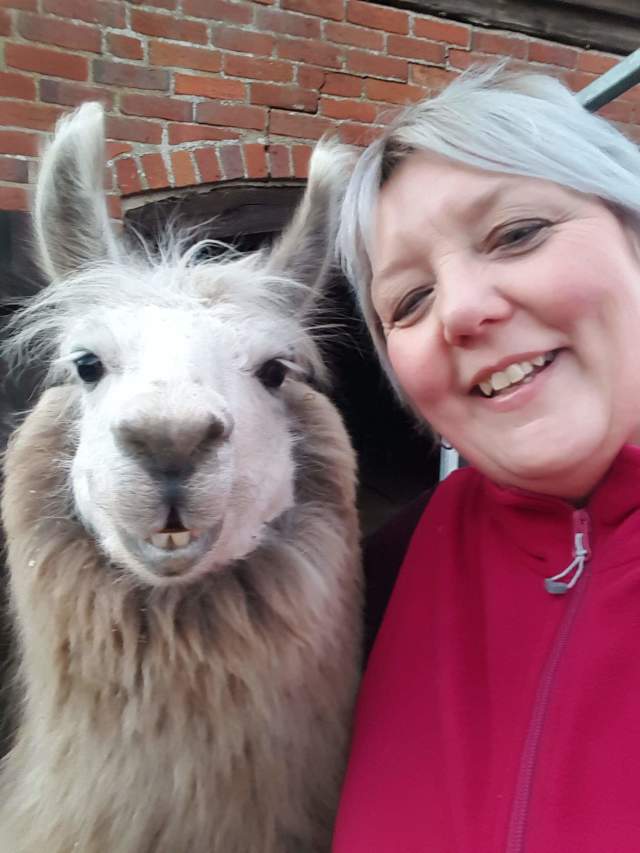 Briery Hill Llamas 4