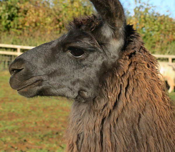 Briery Hill Llamas 4