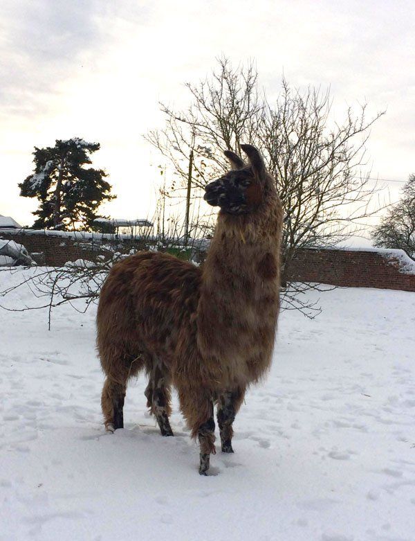 Briery Hill Llamas 5