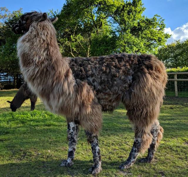 Briery Hill Llamas 2