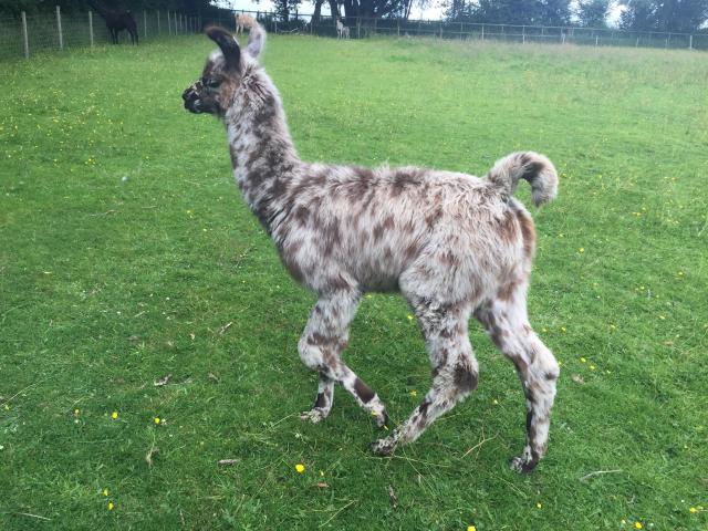 Briery Hill Llamas 4