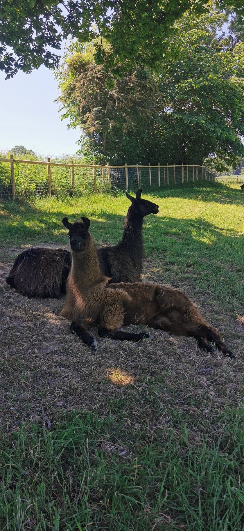 Briery Hill Llamas 2