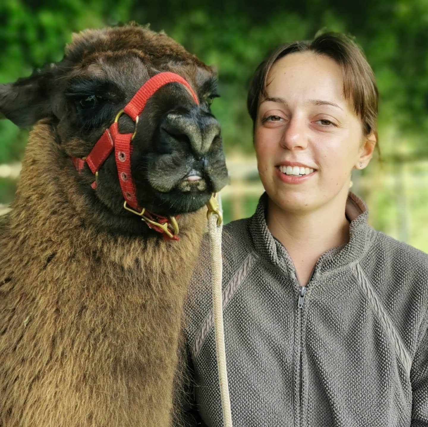 Briery Hill Llamas 3