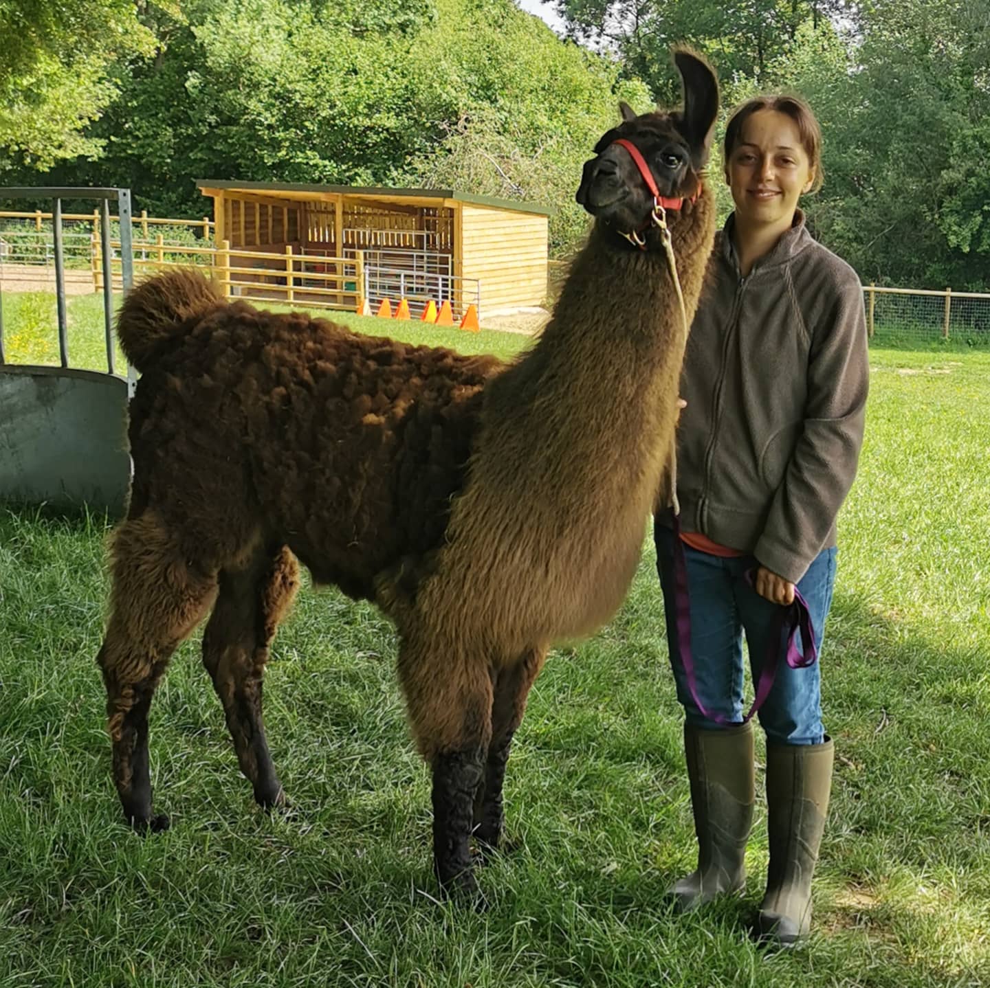 Briery Hill Llamas 4