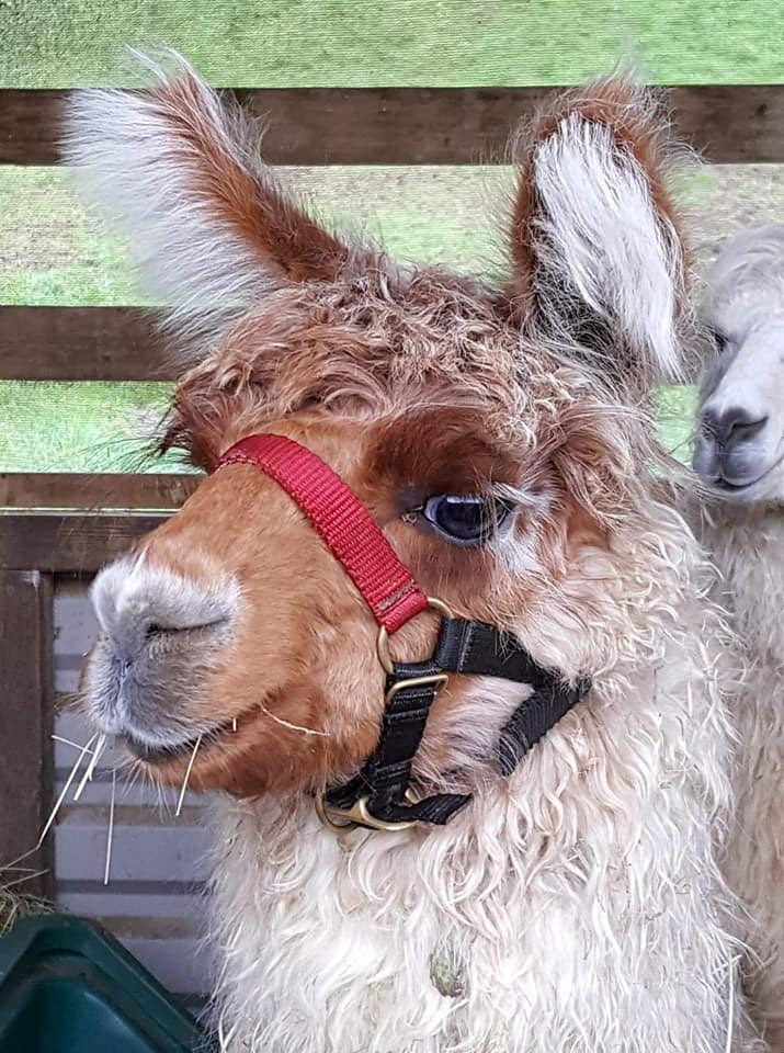 Meet Stardust