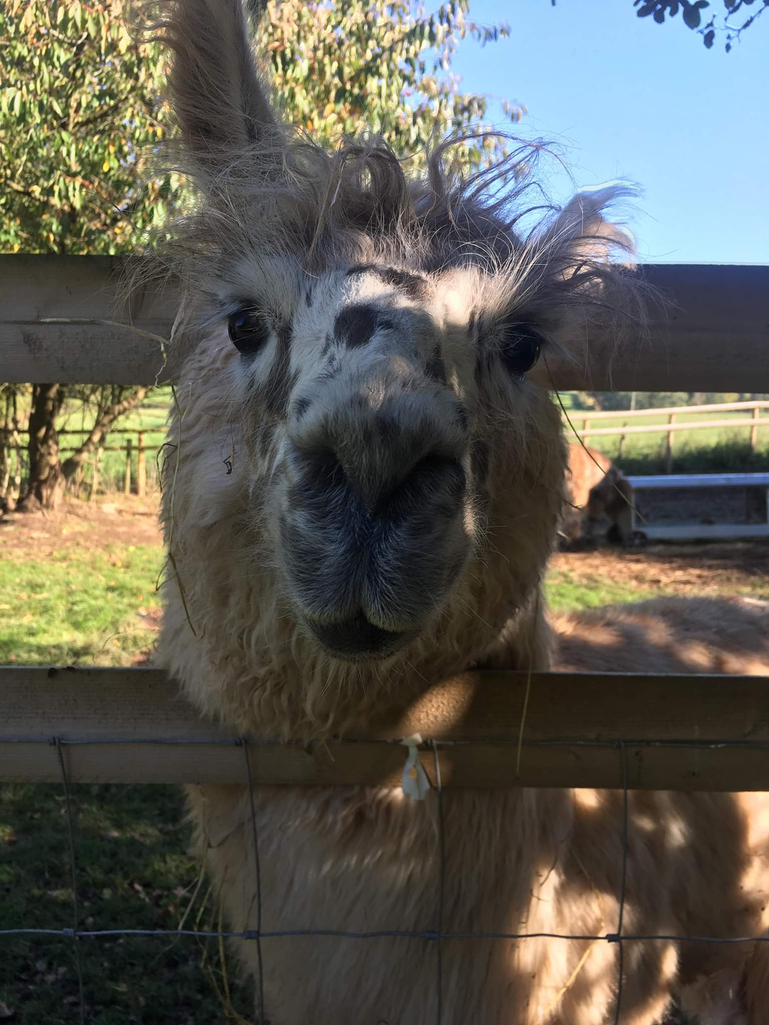 Briery Hill Llamas 6