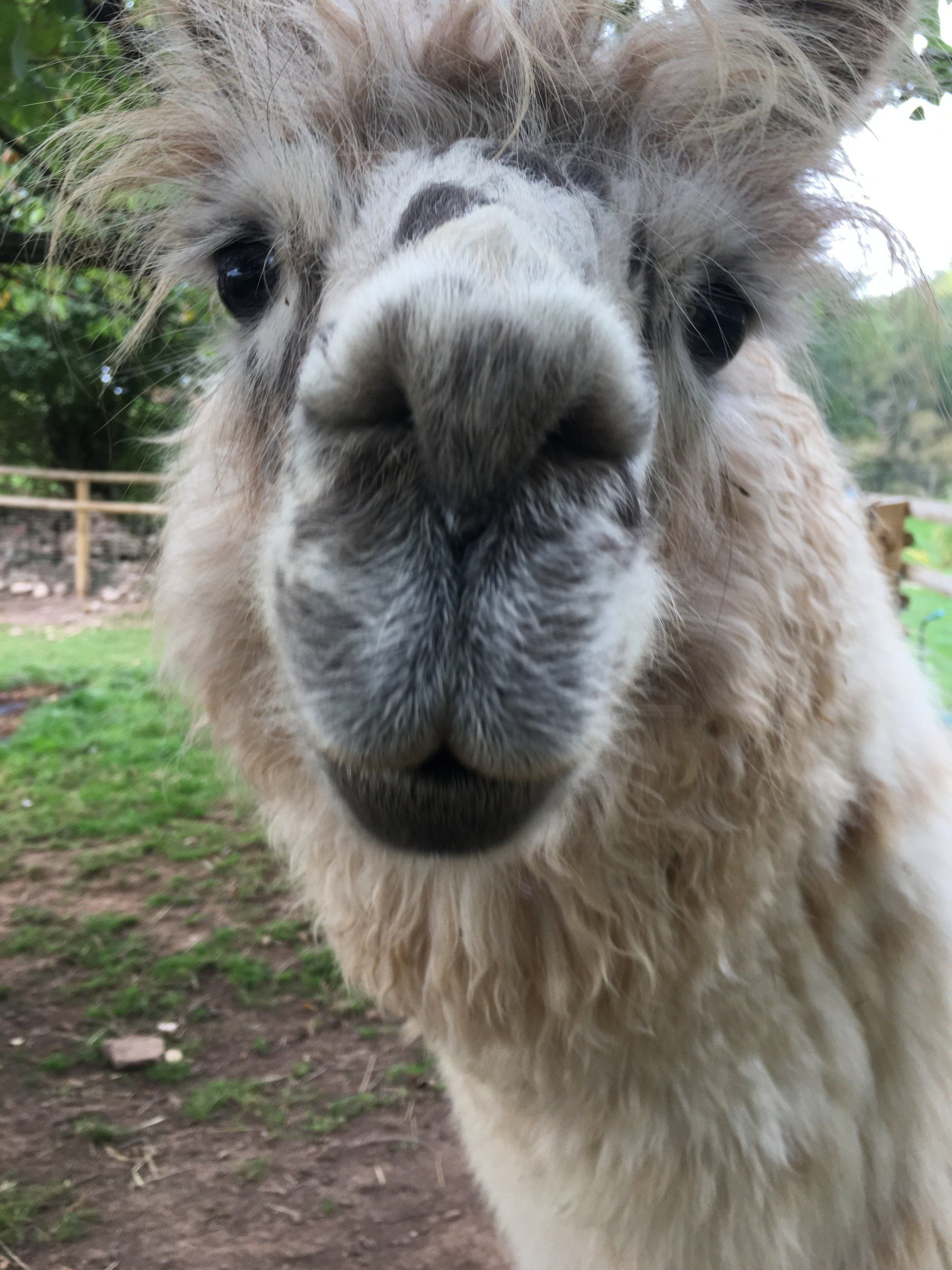 Briery Hill Llamas 3