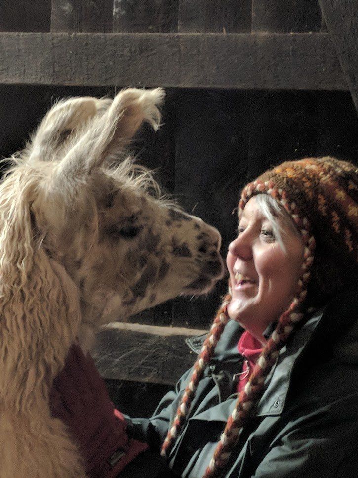 Briery Hill Llamas 2