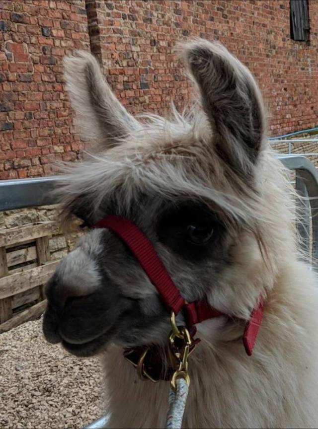 Briery Hill Llamas 3