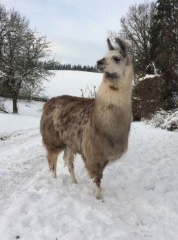 Meet Stardust