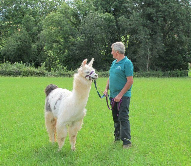 Briery Hill Llamas 6