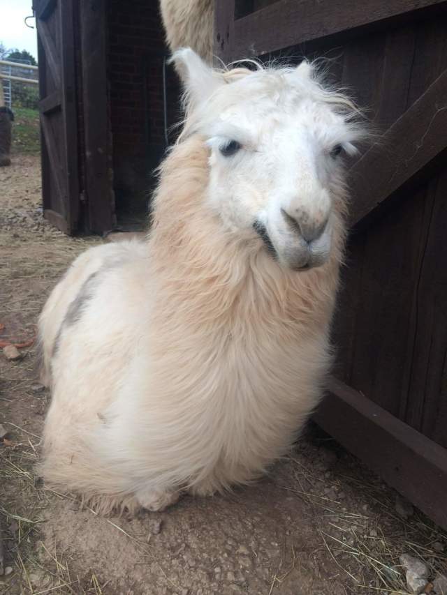 Briery Hill Llamas 7