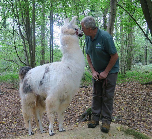 Briery Hill Llamas 2