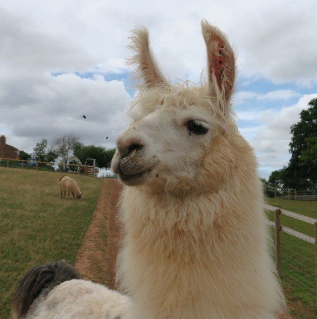 Briery Hill Llamas 1