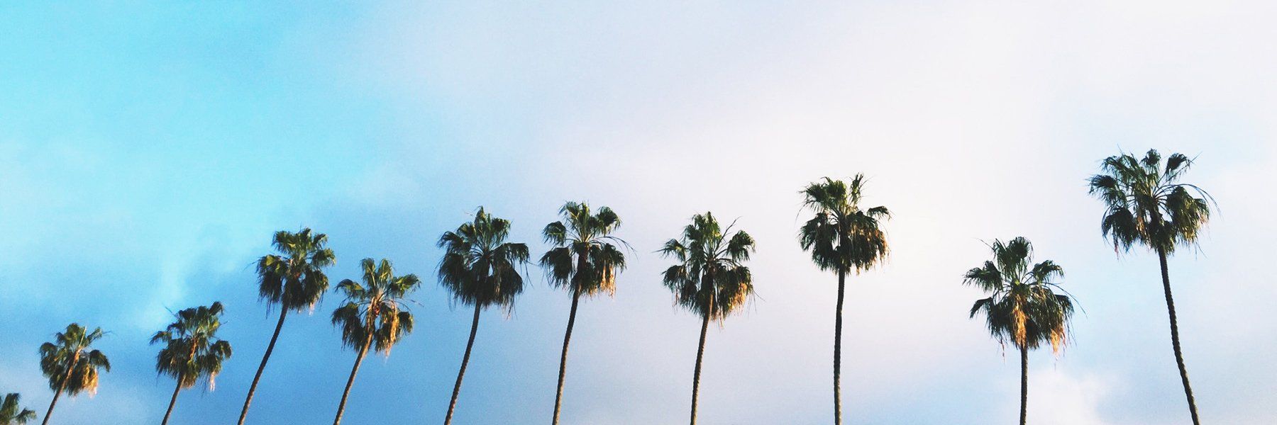palms