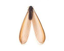 Winged Termites — Mansfield, TX — Organic Pest Services