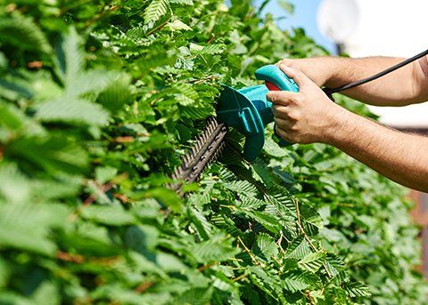 Cutting Plants — Pittsburgh, PA — Congleton Landscape & Supply Cutting Plants — Pittsburgh, PA — Congleton Landscape & Supply