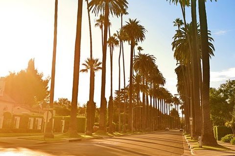 Palm Trees