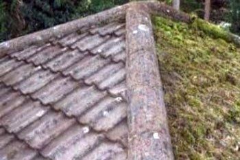 mossy problem