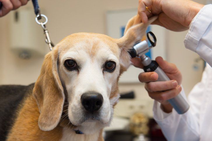 Beagle at Veterinarian - Animal Hospital in Dorchester, MA Beagle at Veterinarian - Animal Hospital in Dorchester, MA