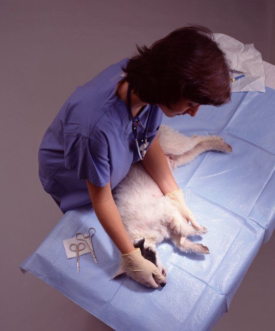Female Examine a dog - Animal Hospital in Dorchester, MA Female Examine a dog - Animal Hospital in Dorchester, MA