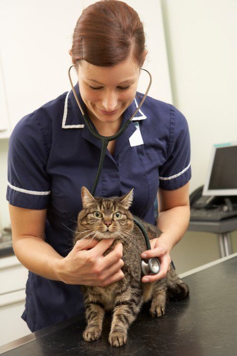 Female Veterinarian - Animal Hospital in Dorchester, MA