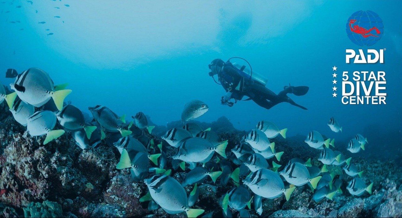 scuba experience