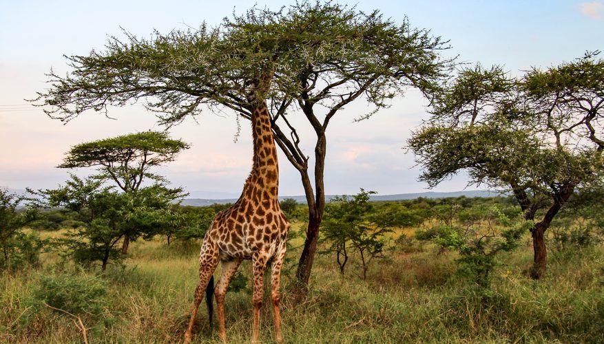 A giraffe standing in the savanna at sunrise