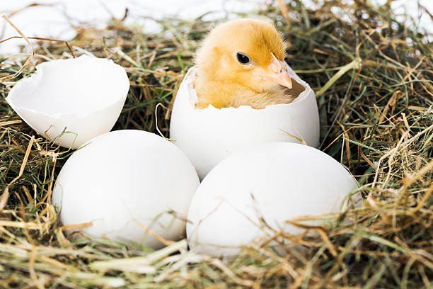 A chick hatching from a nest of eggs 