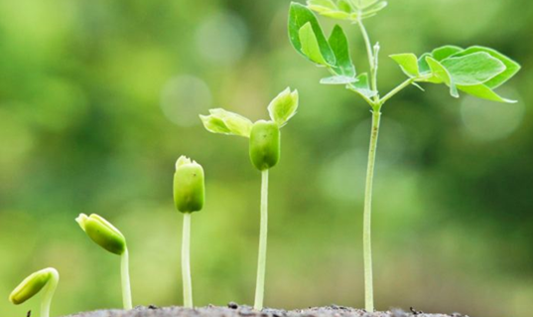 Stages of a plant growing out of the ground.