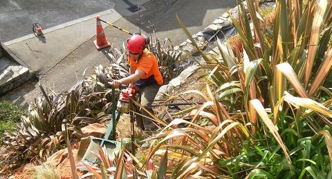 Stump grinders' work in Wellington