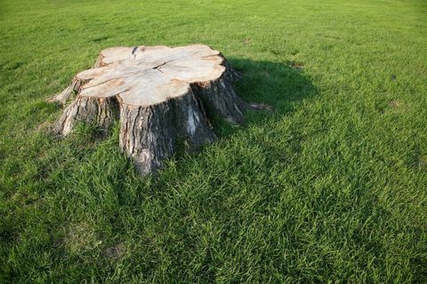 tree stump