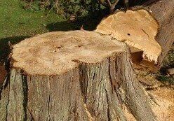 Tree Stump - Tree Removal in Toms River, NJ Tree Stump - Tree Removal in Toms River, NJ