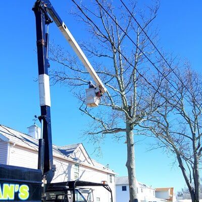 Tree Pruning — Tree Removal in Tom's River, NJ