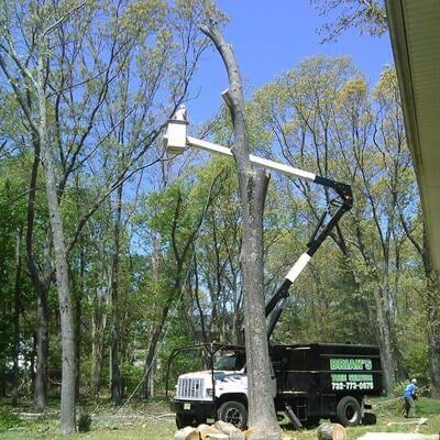 Tree Pruning 1 — Tree Removal in Tom's River, NJ
