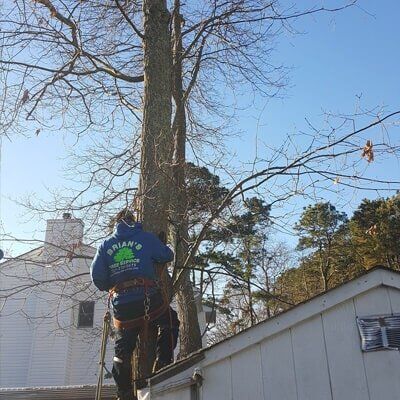 Tree cutting — Tree Removal in Tom's River, NJ